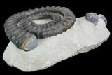 Devonian Ammonite (Anetoceras) With Trilobite Heads - Morocco #99946-2